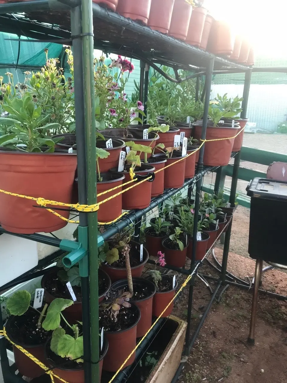 Geranium/Pelargomium Burgundy cuttings or potted plant..