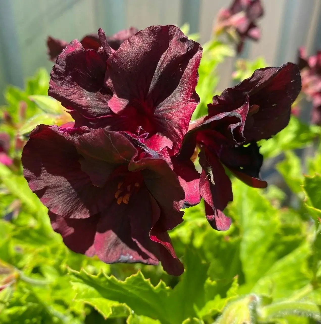 Geranium/Pelargomium Burgundy cuttings or potted plant..