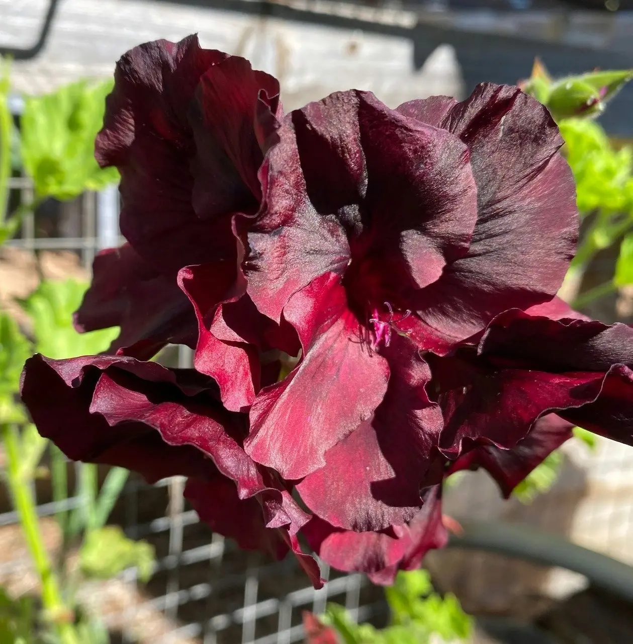 Geranium/Pelargomium Burgundy cuttings or potted plant..