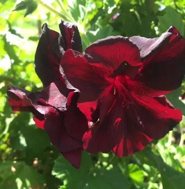 Geranium/Pelargomium Burgundy cuttings or potted plant..