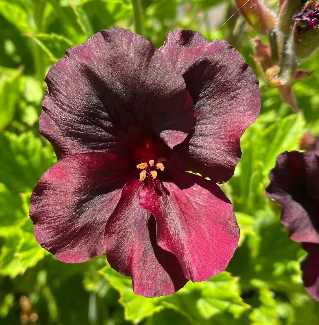 Geranium/Pelargomium Burgundy cuttings or potted plant..