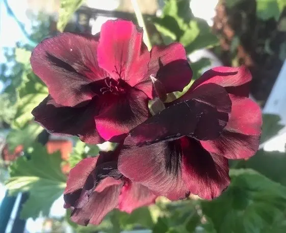 Geranium/Pelargomium Burgundy cuttings or potted plant..