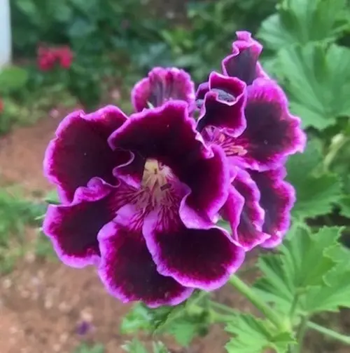 Geranium Regal Rembrandt cuttings or potted plant