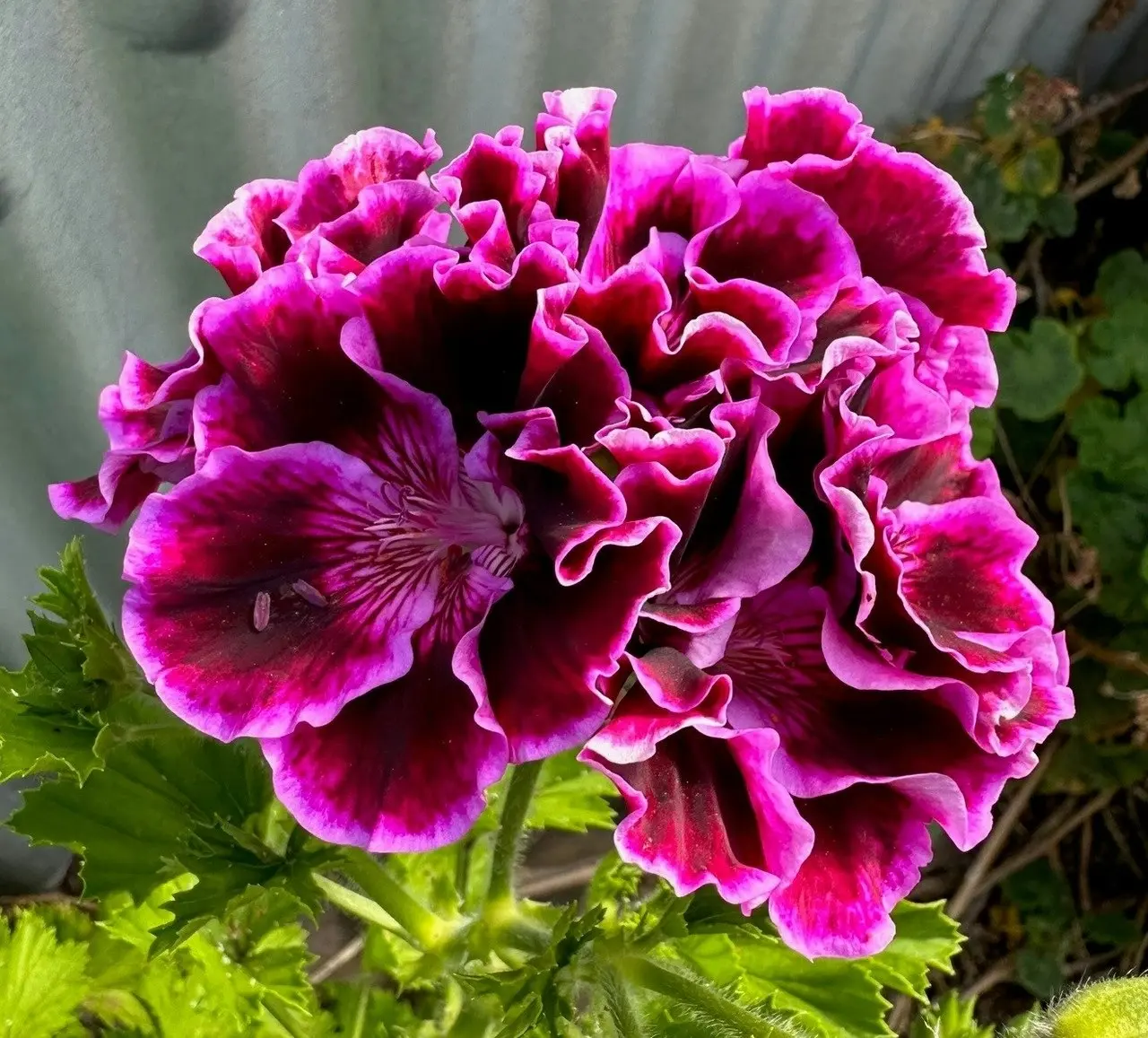 Geranium Regal Rembrandt cuttings or potted plant