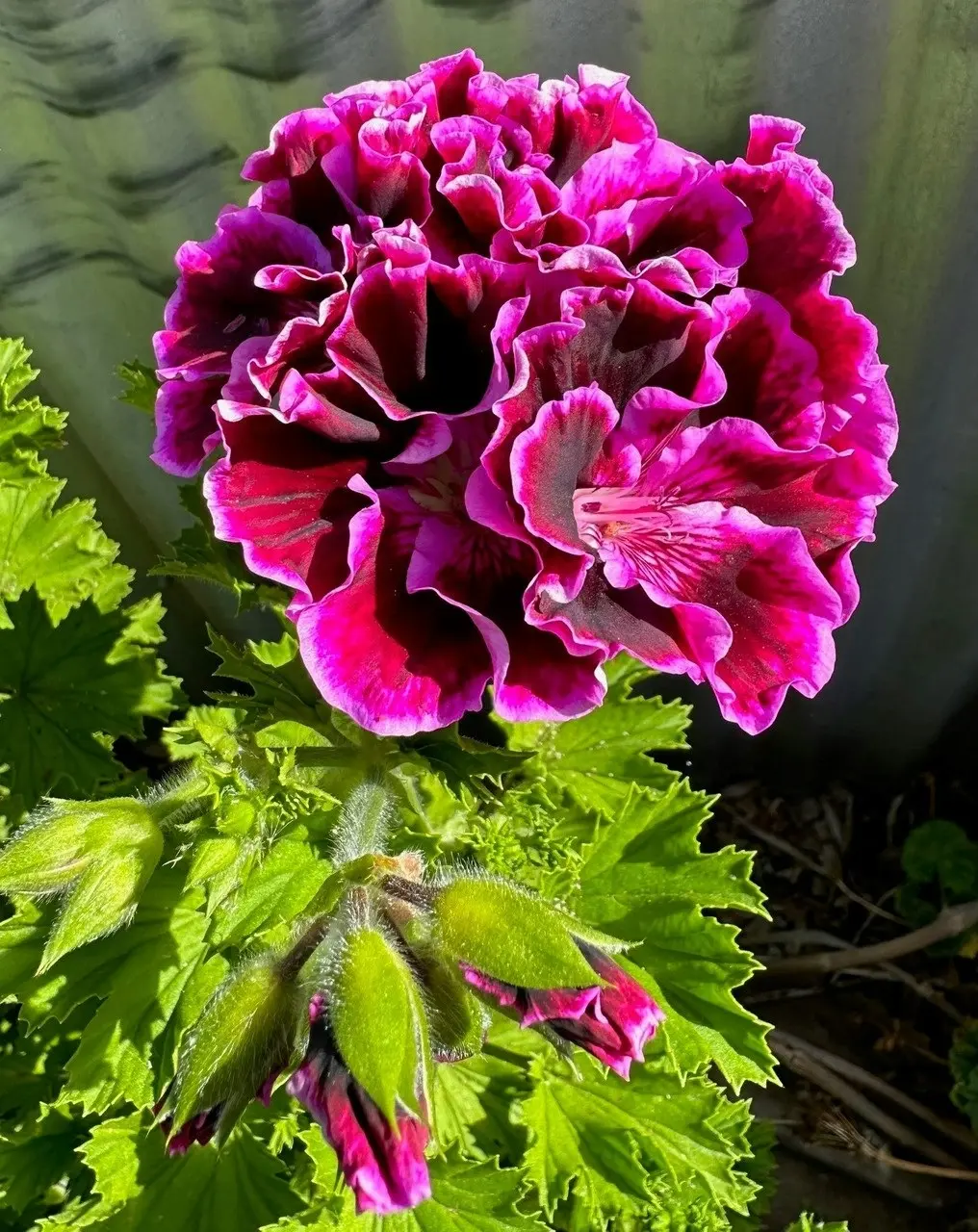 Geranium Regal Rembrandt cuttings or potted plant