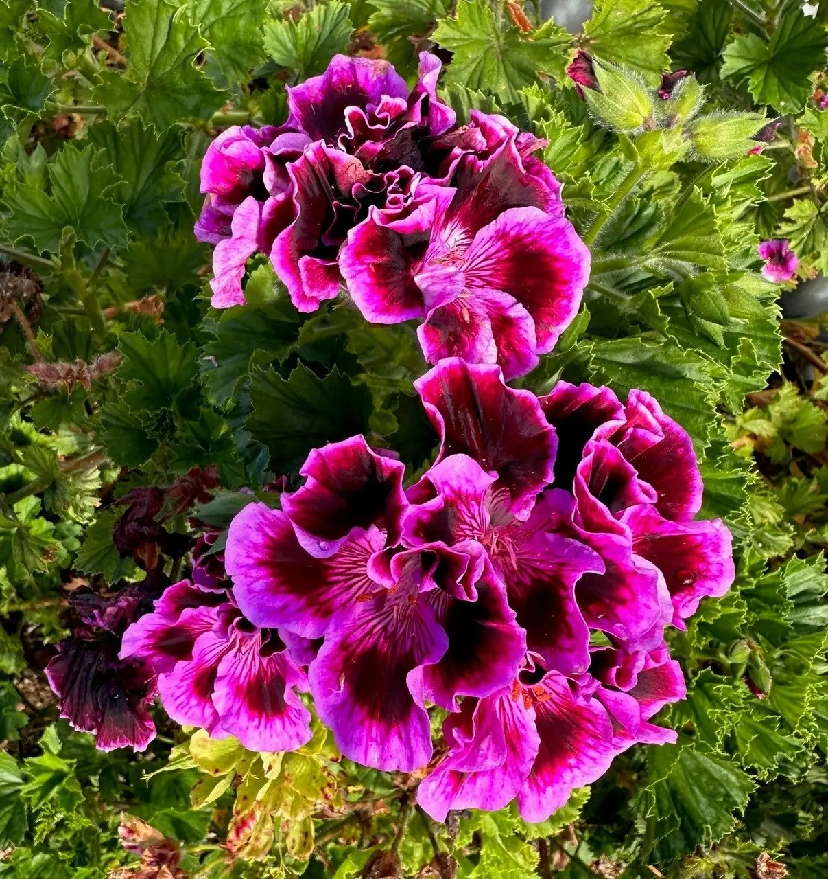 Geranium Regal Rembrandt cuttings or potted plant