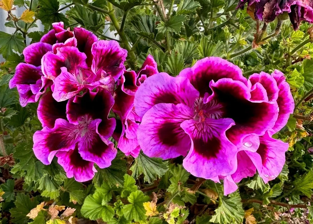 Geranium Regal Rembrandt cuttings or potted plant