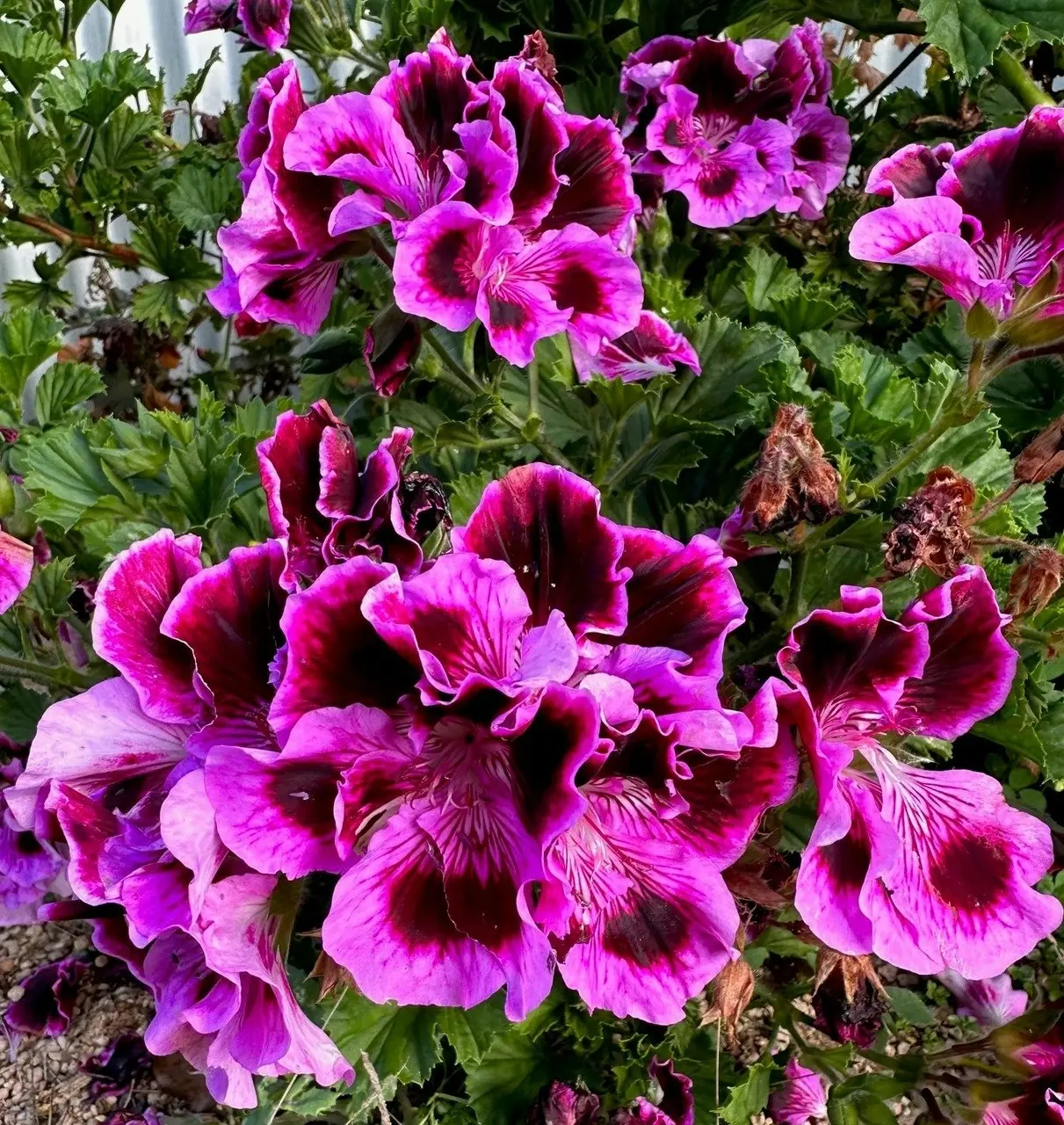 Geranium Regal Rembrandt cuttings or potted plant