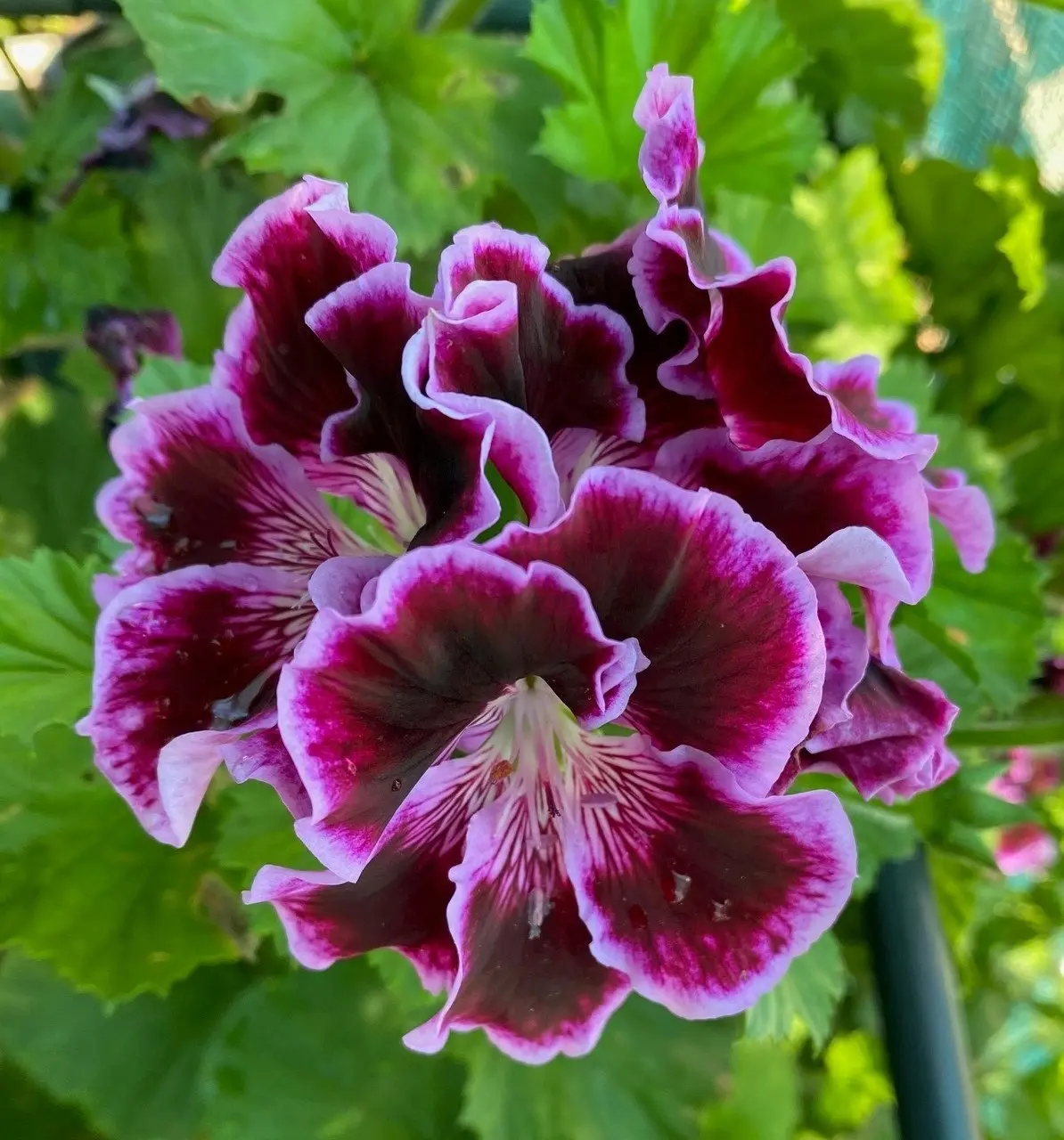 Geranium Regal Rembrandt cuttings or potted plant