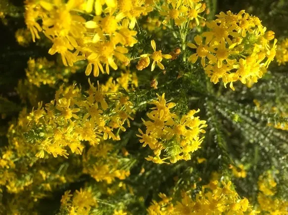 Euryops Virgineus Live Plant. Frost hardy, winter flowering.