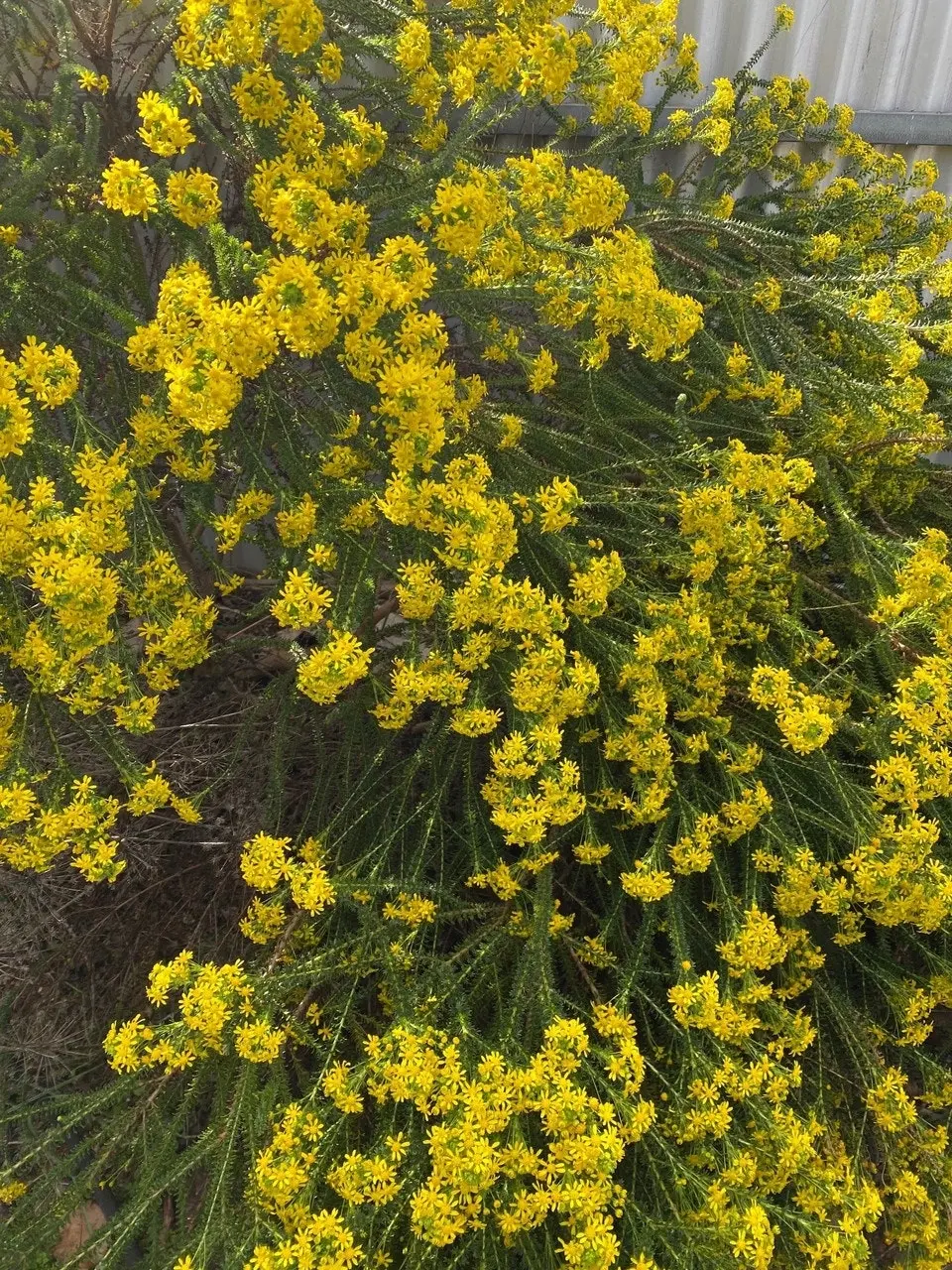 Euryops Virgineus Live Plant. Frost hardy, winter flowering.