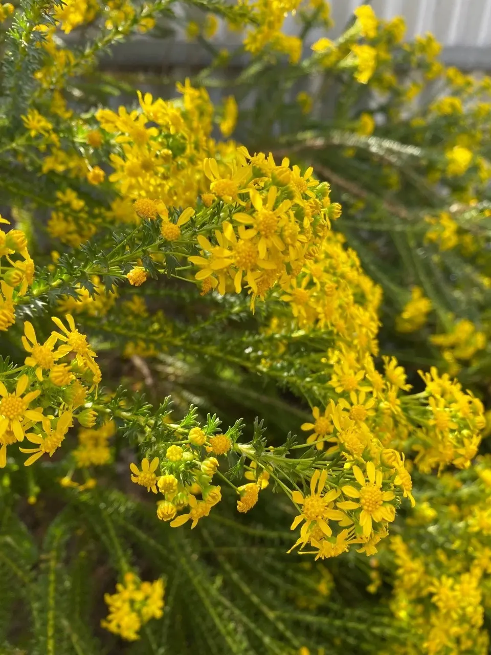 Euryops Virgineus Live Plant. Frost hardy, winter flowering.