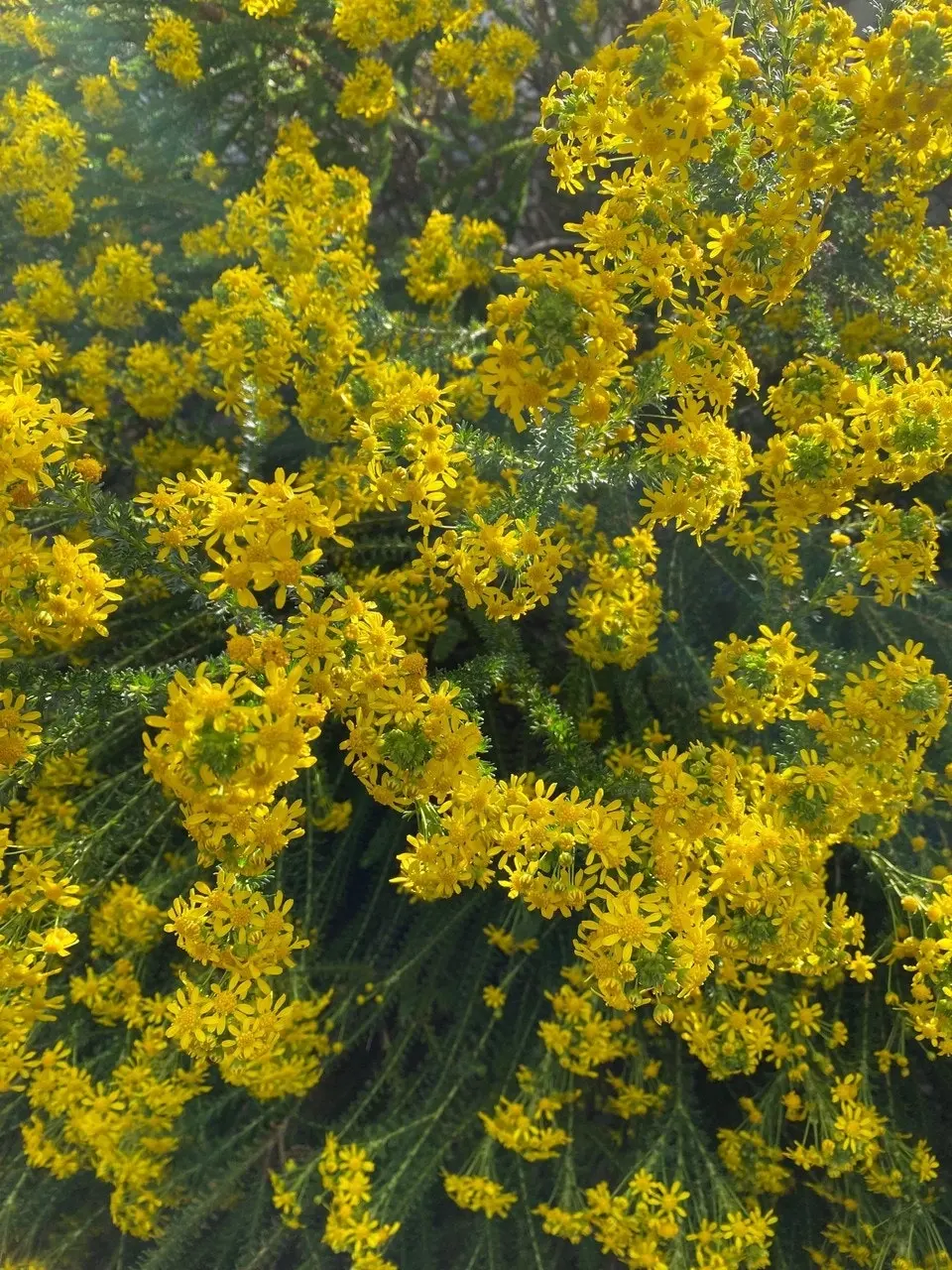 Euryops Virgineus Live Plant. Frost hardy, winter flowering.