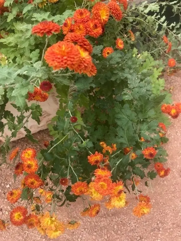 Chrysanthemum Copper Buttons, tube stock or potted