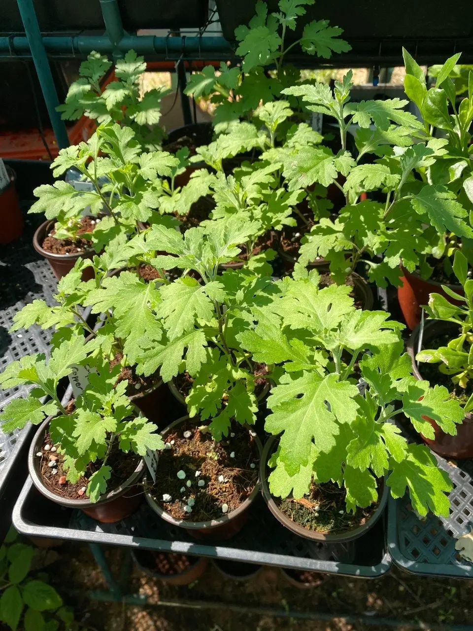 Chrysanthemum Copper Buttons, tube stock or potted