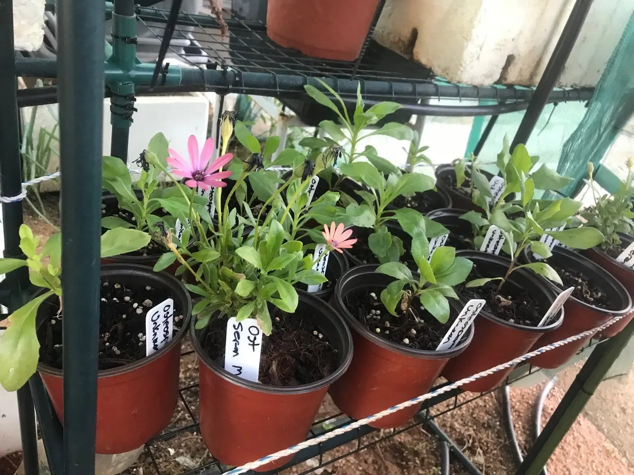 Chrysanthemum Copper Buttons, tube stock or potted