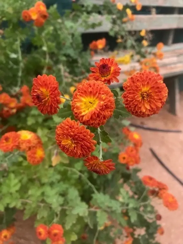 Chrysanthemum Copper Buttons, tube stock or potted