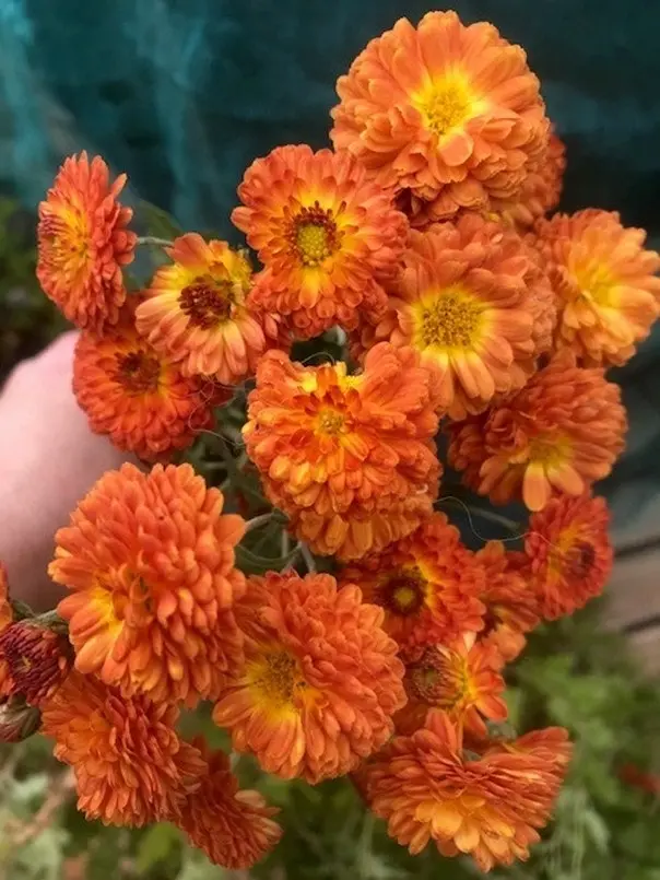 Chrysanthemum Copper Buttons, tube stock or potted