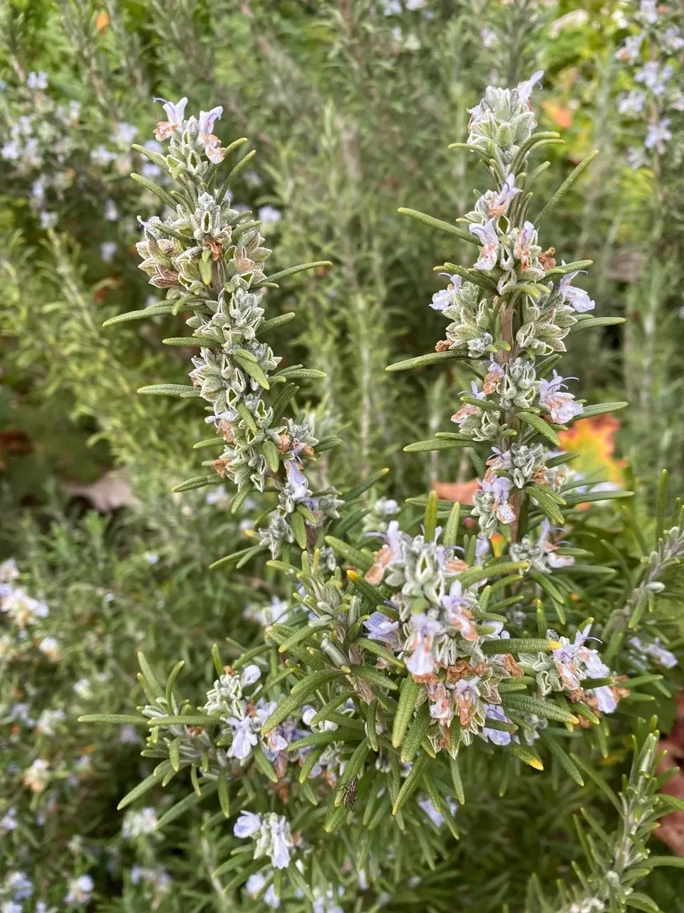 Rosemary Herb Plant, Tube stock or Potted Live Plant