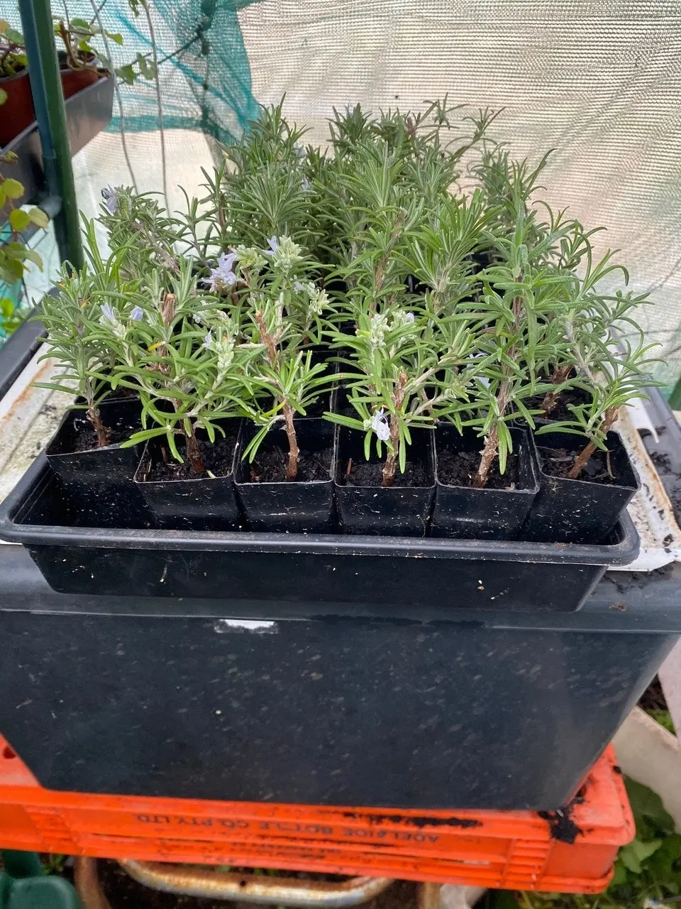 Rosemary Herb Plant, Tube stock or Potted Live Plant