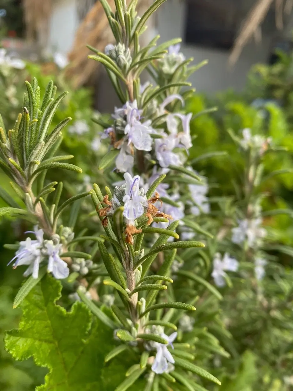 Rosemary Herb Plant, Tube stock or Potted Live Plant