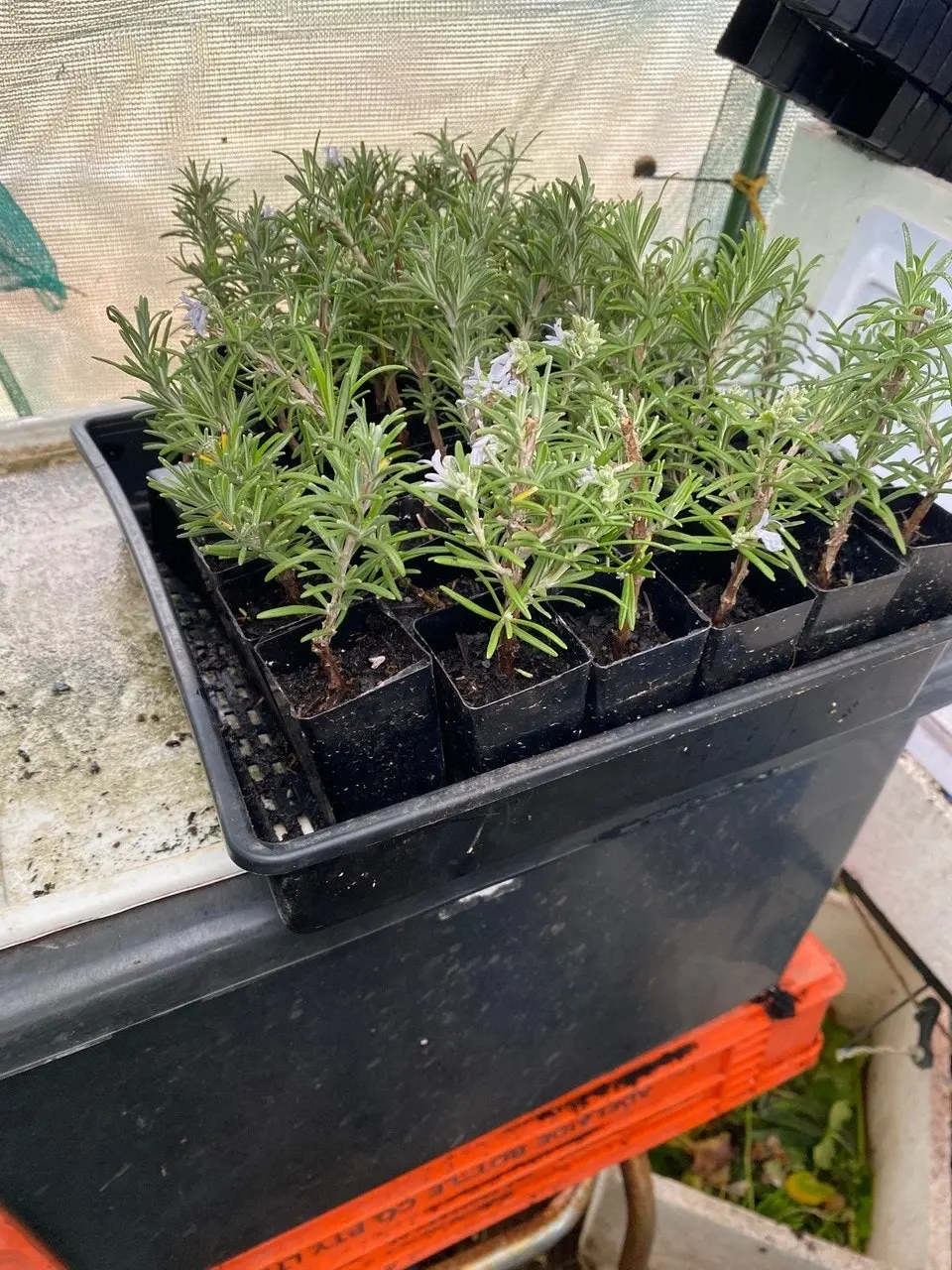 Rosemary Herb Plant, Tube stock or Potted Live Plant