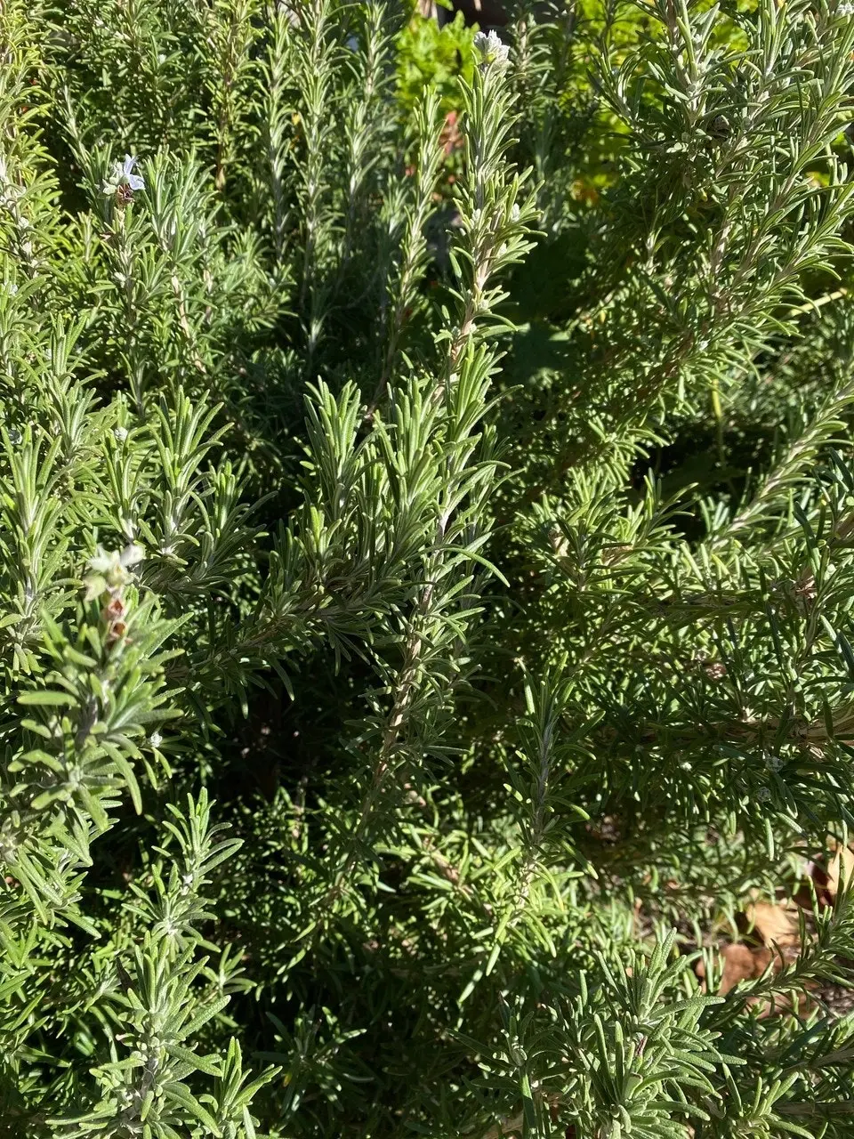 Rosemary Herb Plant, Tube stock or Potted Live Plant