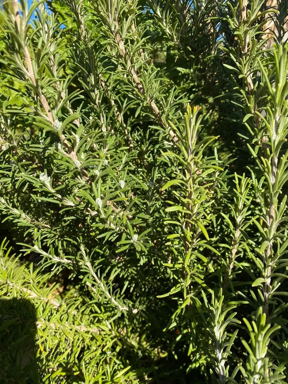 Rosemary Herb Plant, Tube stock or Potted Live Plant