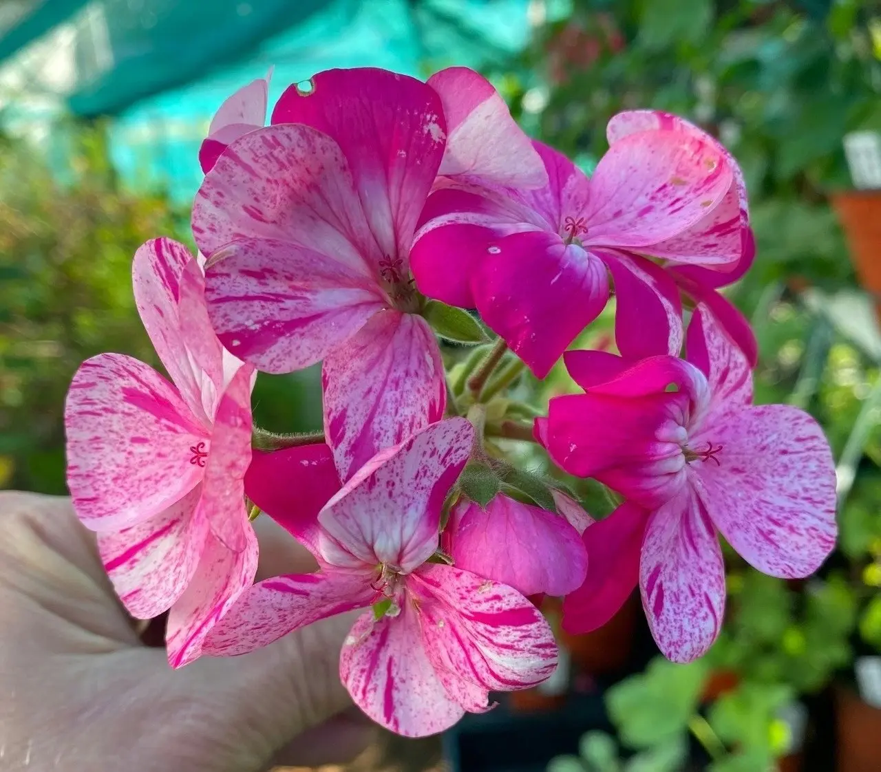 Geranium Garden Jewels cuttings or potted plant