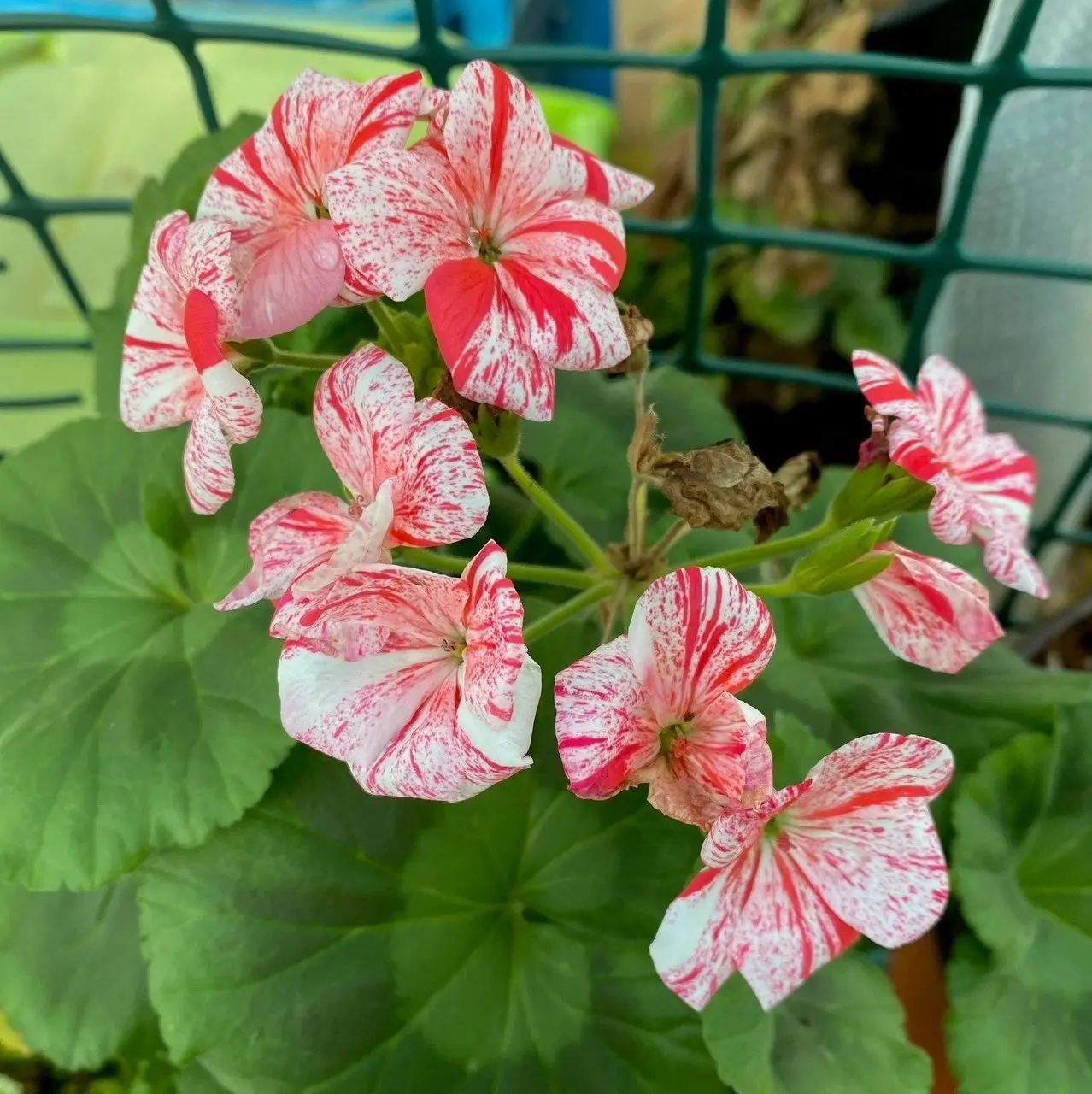 Geranium Garden Jewels cuttings or potted plant