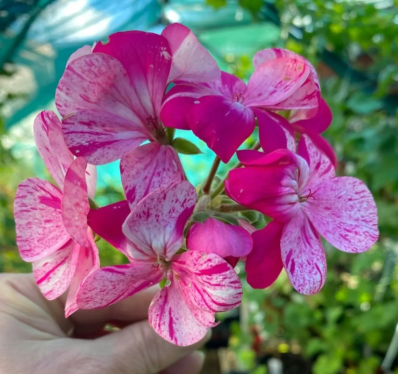 Geranium Garden Jewels cuttings or potted plant