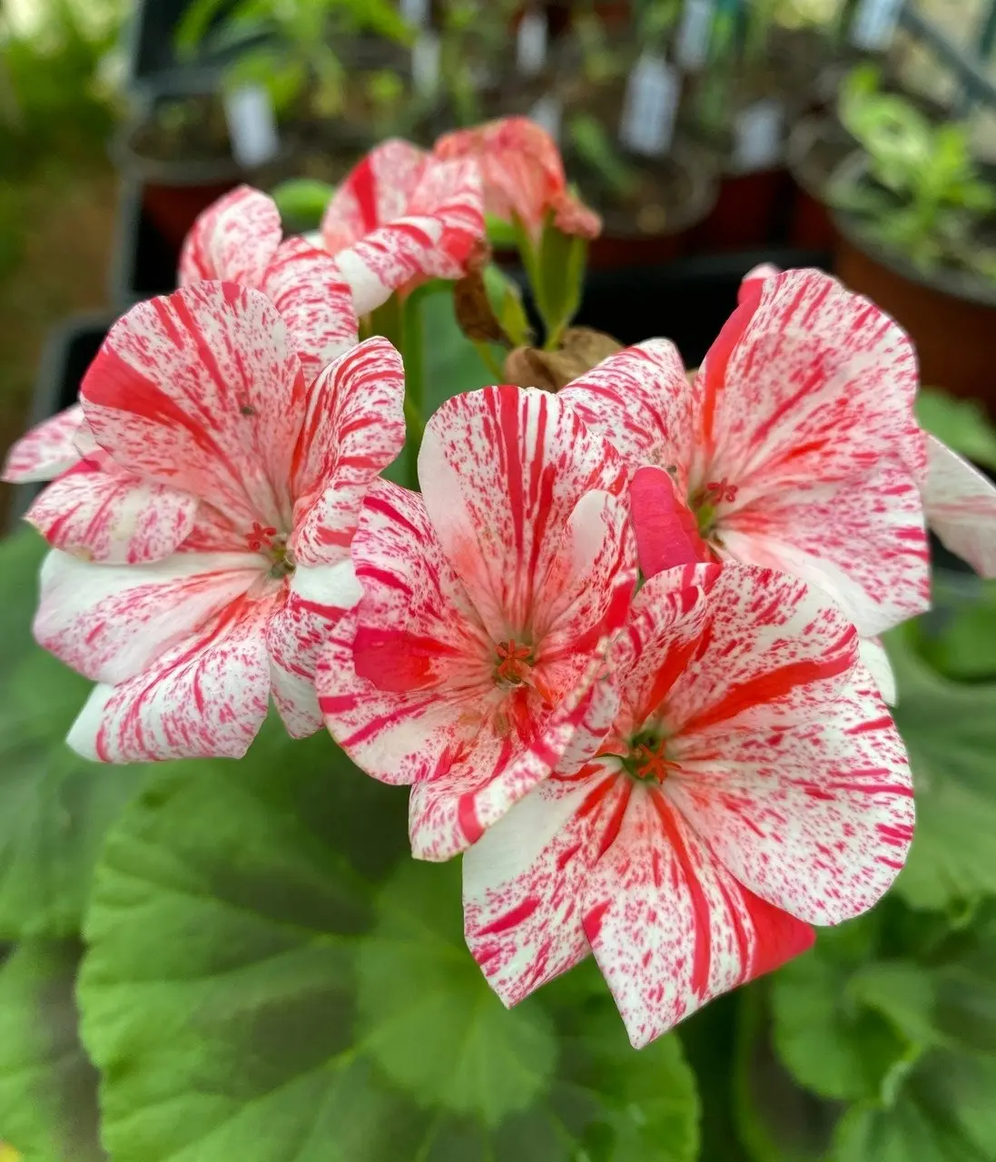 Geranium Garden Jewels cuttings or potted plant