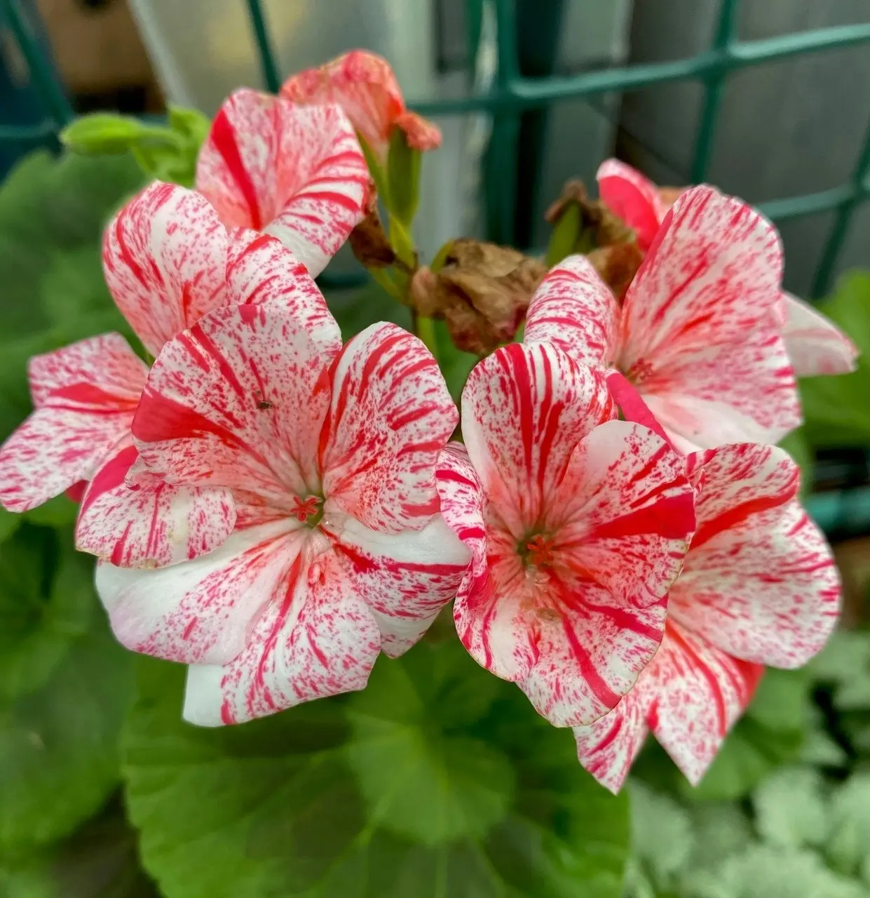 Geranium Garden Jewels cuttings or potted plant