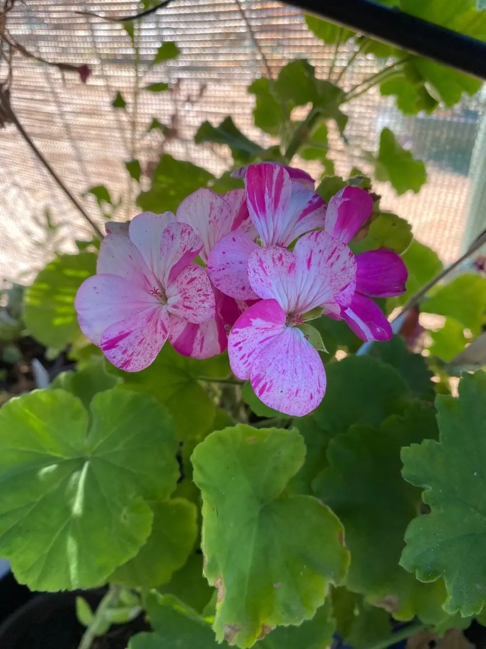 Geranium Garden Jewels cuttings or potted plant