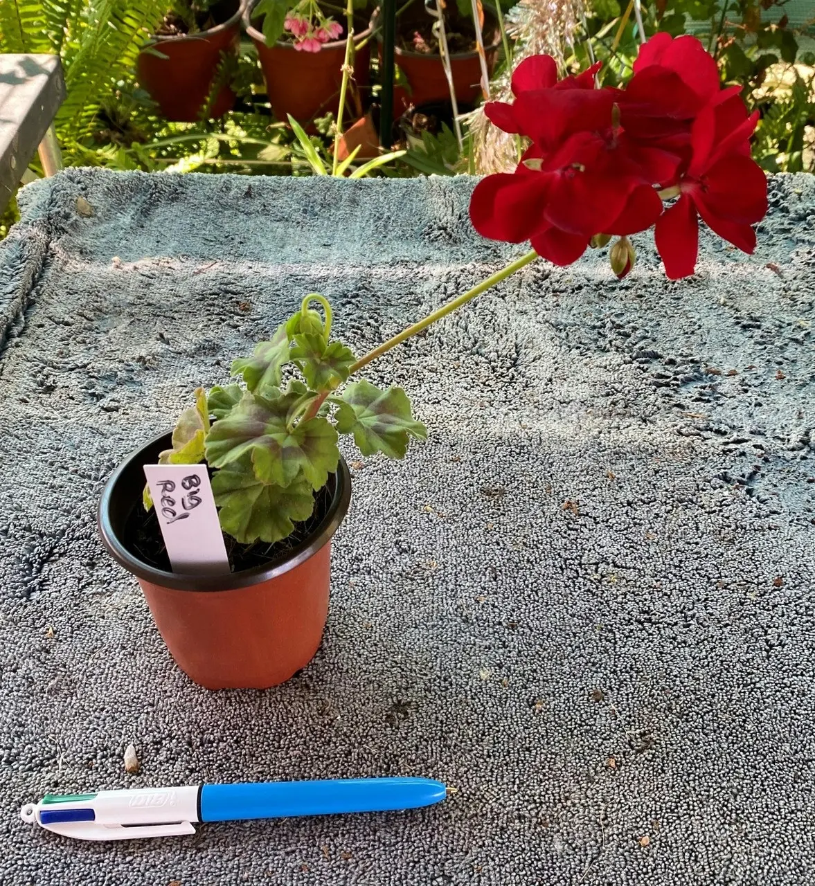 Geranium Big Red  Live Cuttings or Potted Plant