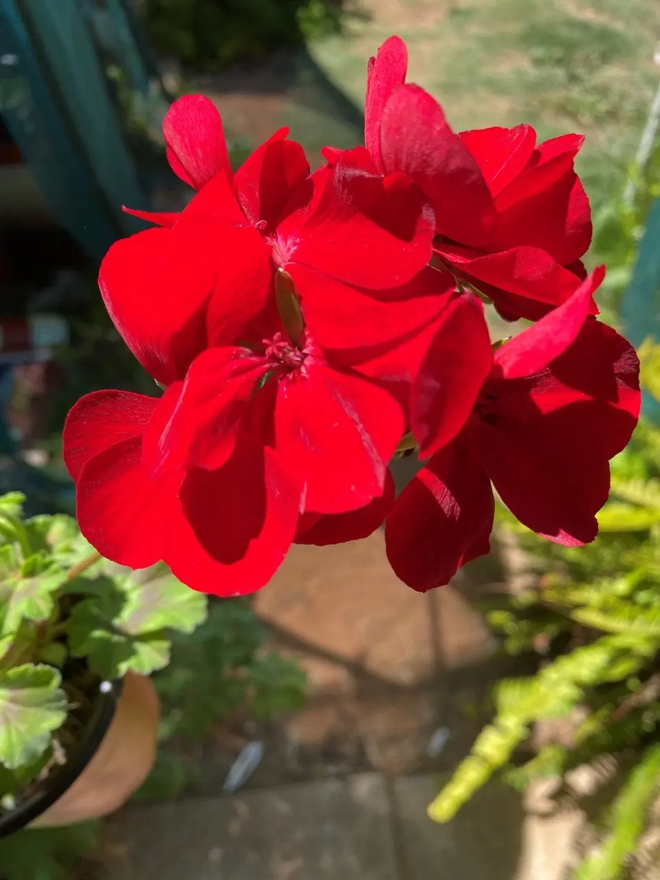 Geranium Big Red  Live Cuttings or Potted Plant