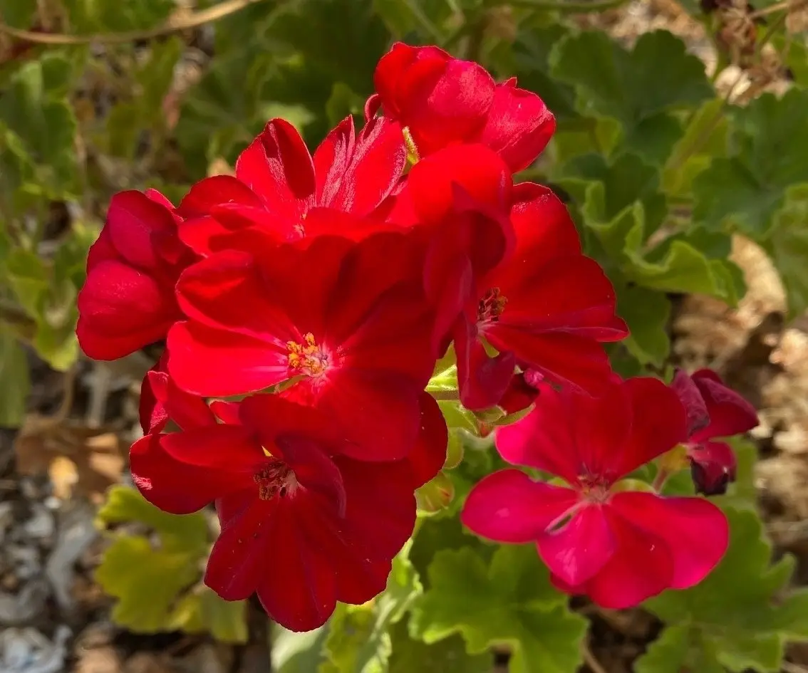 Geranium Big Red  Live Cuttings or Potted Plant