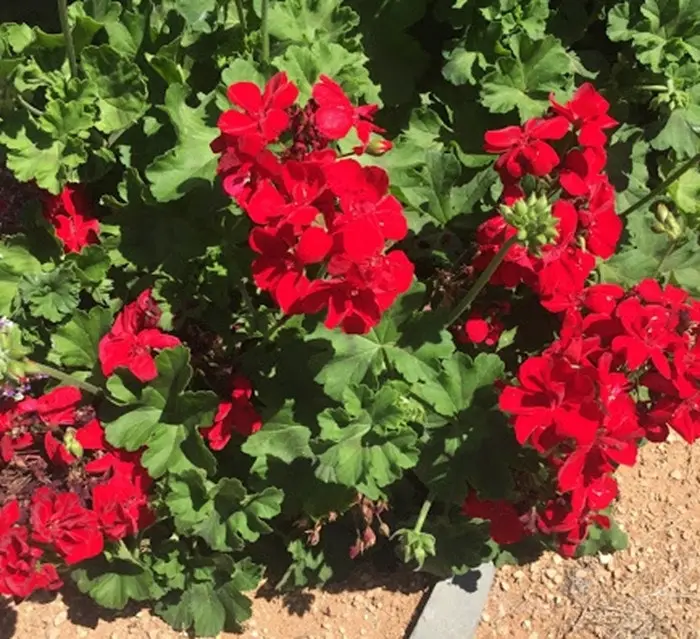 Geranium Big Red  Live Cuttings or Potted Plant