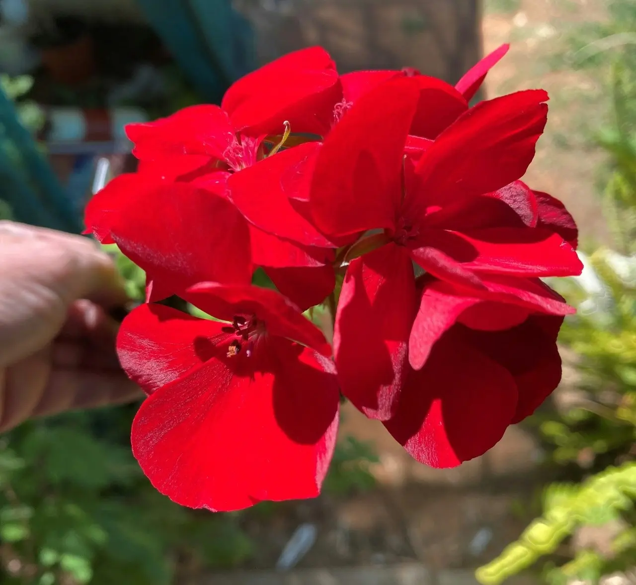 Geranium Big Red  Live Cuttings or Potted Plant