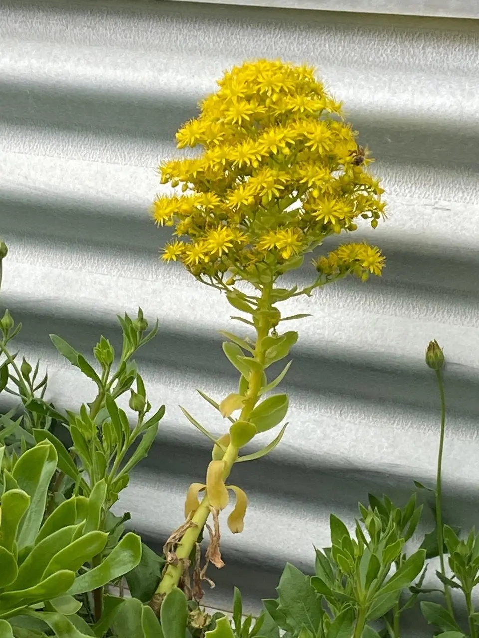 Aeonium Arboreum Pinwheel Desert Rose Live Plant