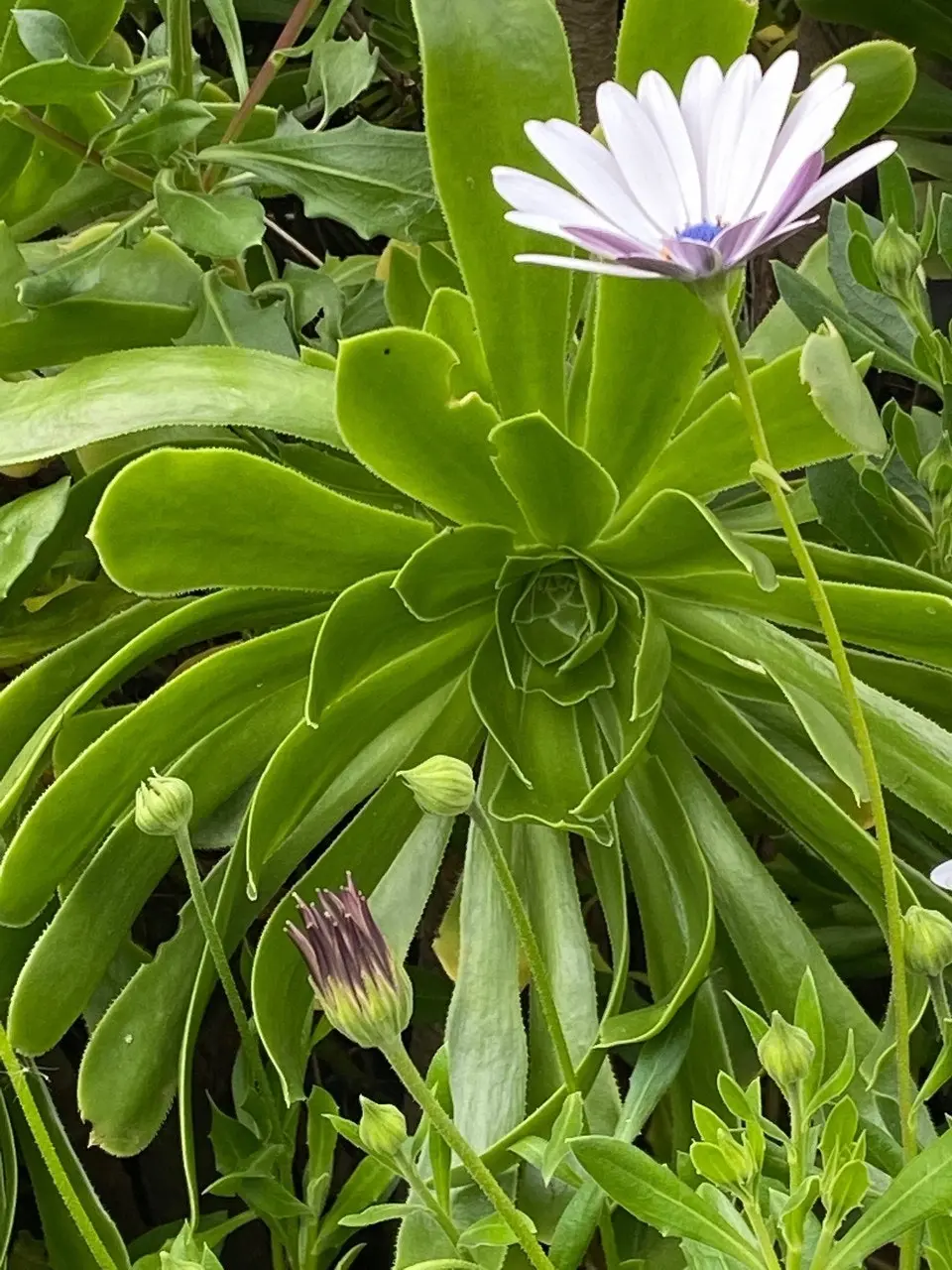 Aeonium Arboreum Pinwheel Desert Rose Live Plant