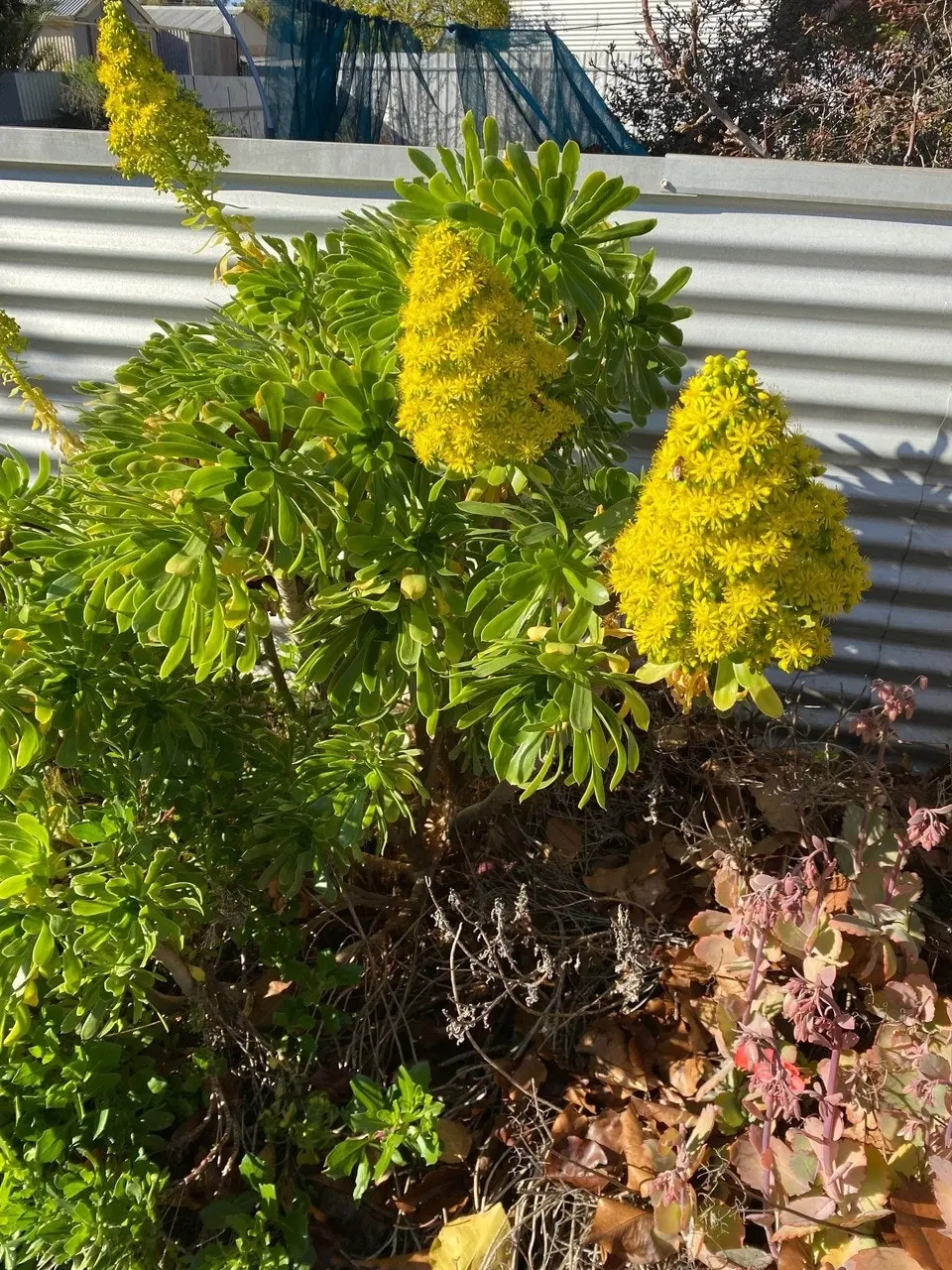 Aeonium Arboreum Pinwheel Desert Rose Live Plant