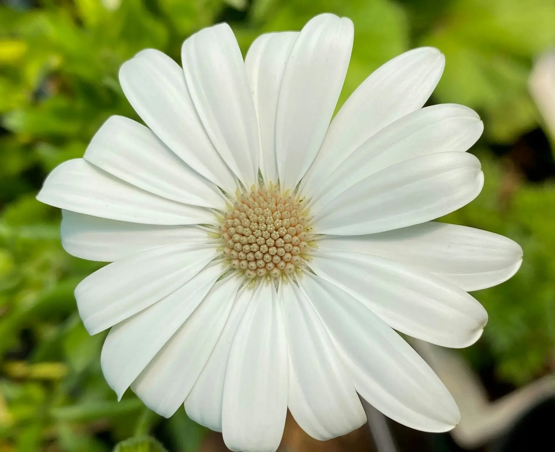 Osteospermum Snow White Live Plant