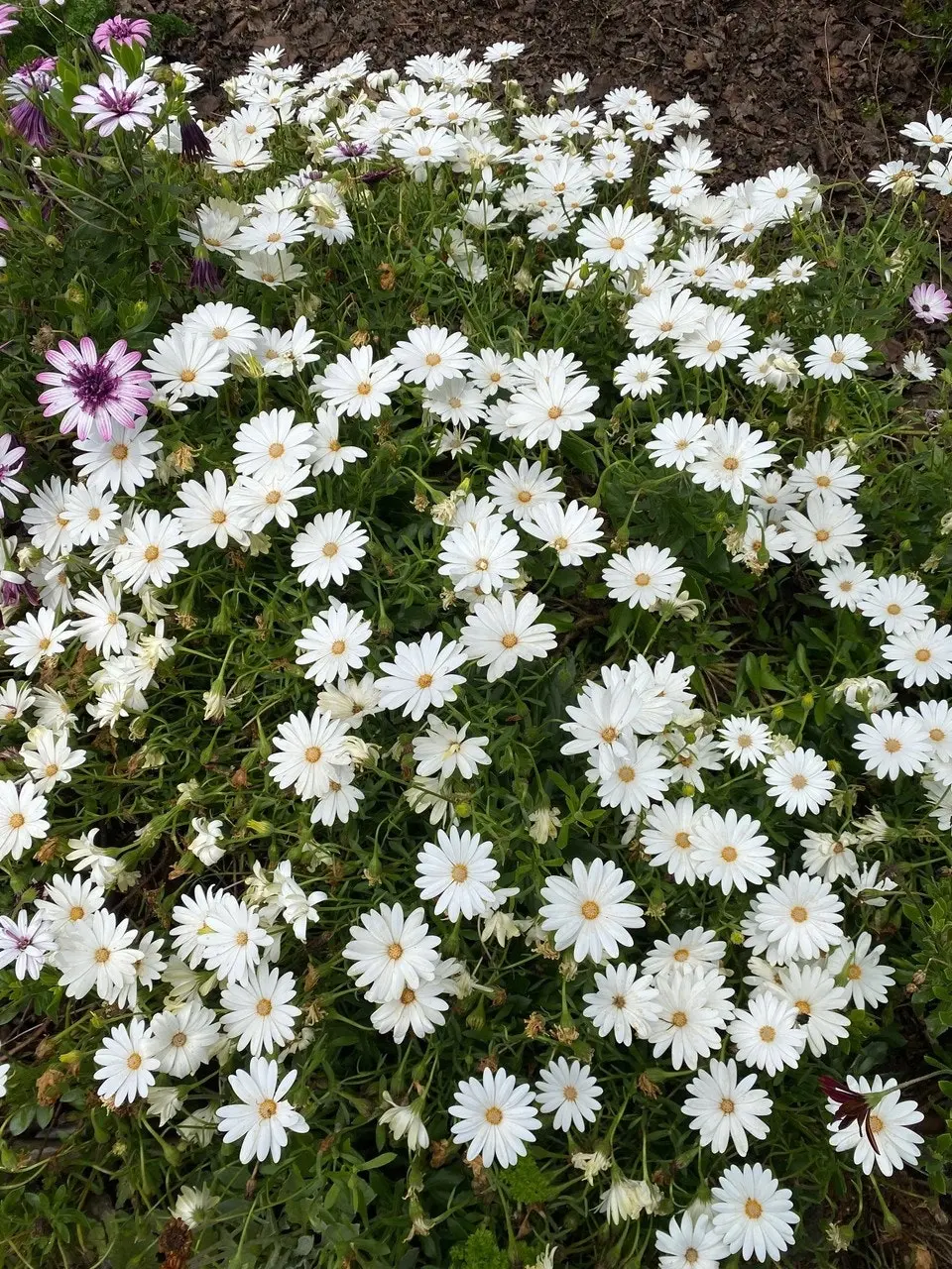 Osteospermum Snow White Live Plant