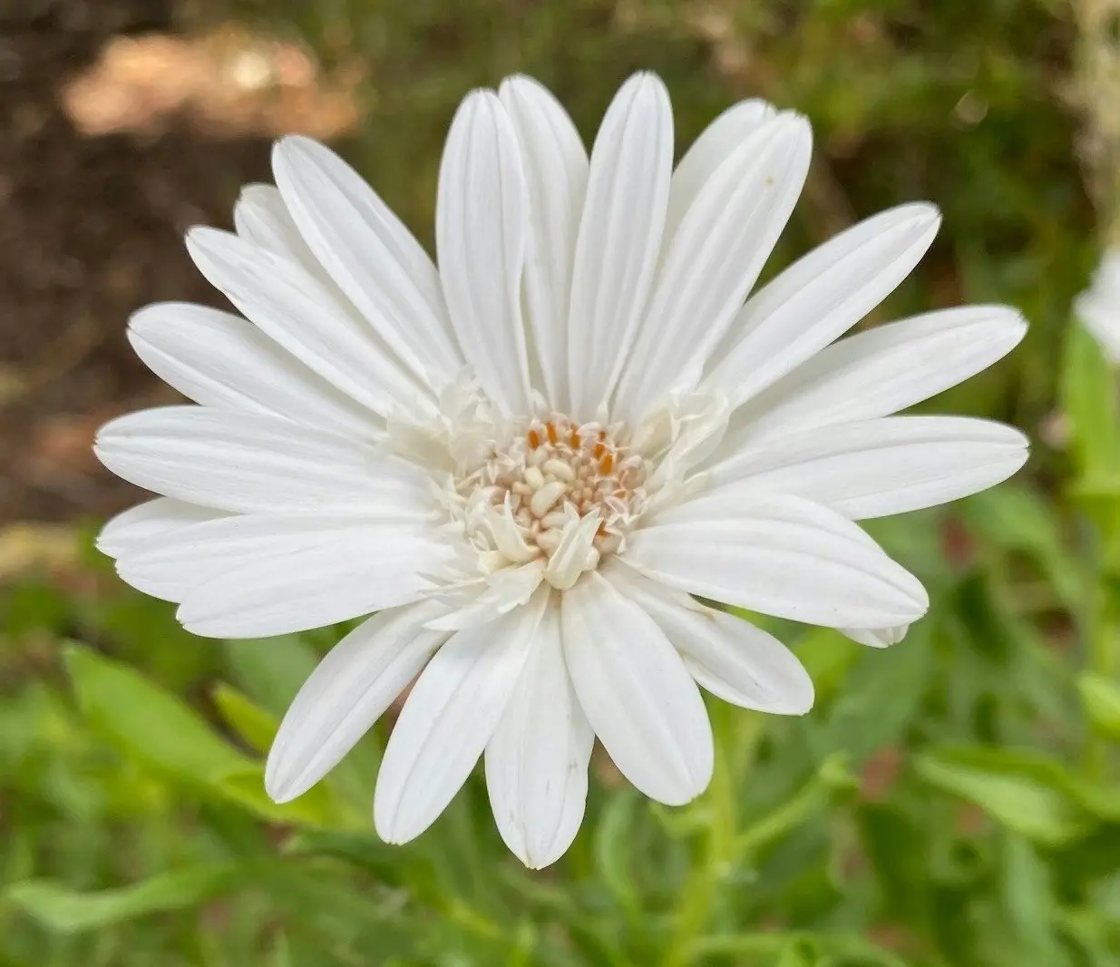 Osteospermum Snow White Live Plant