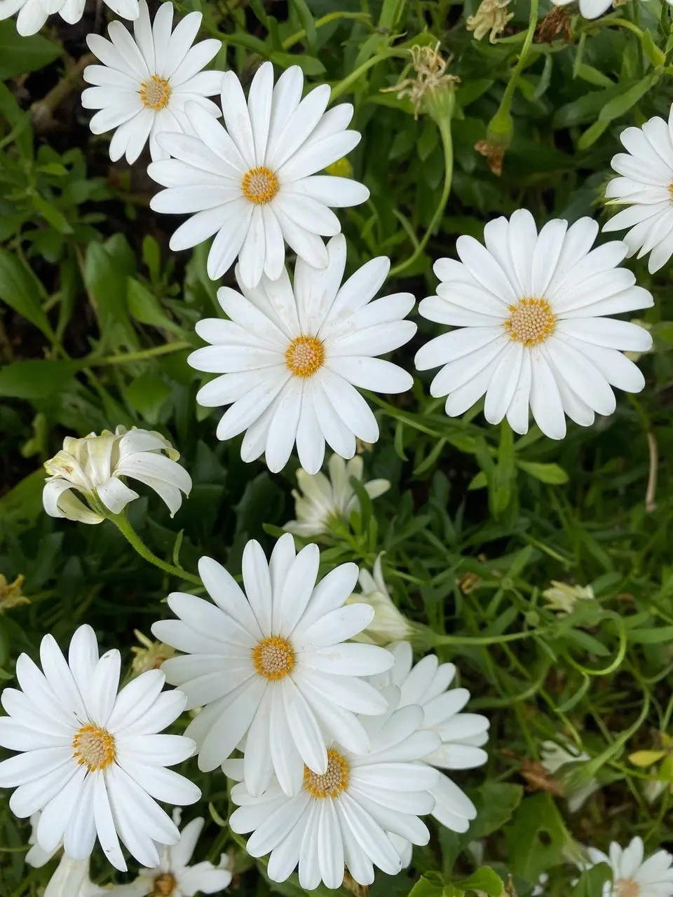 Osteospermum Snow White Live Plant