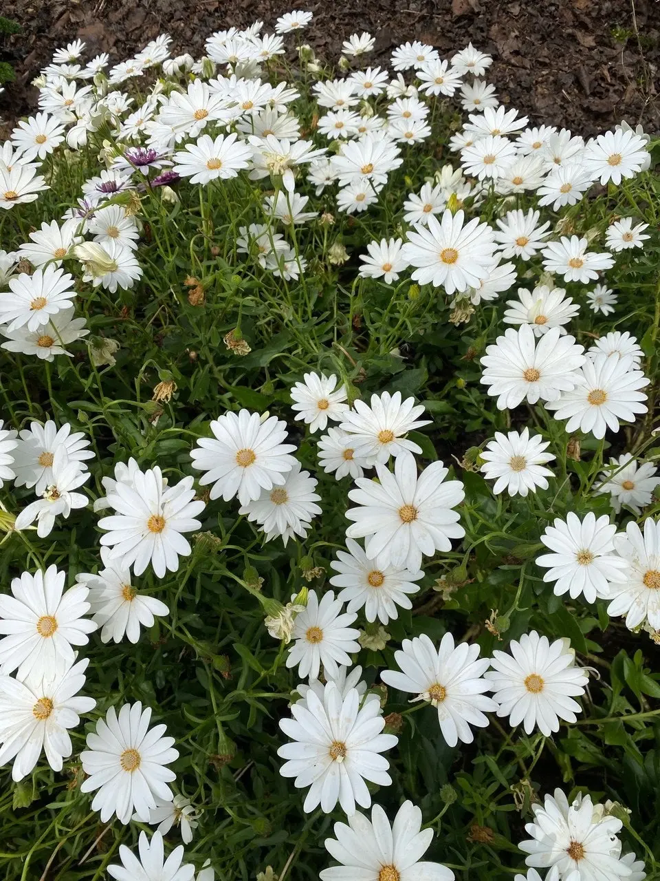 Osteospermum Snow White Live Plant