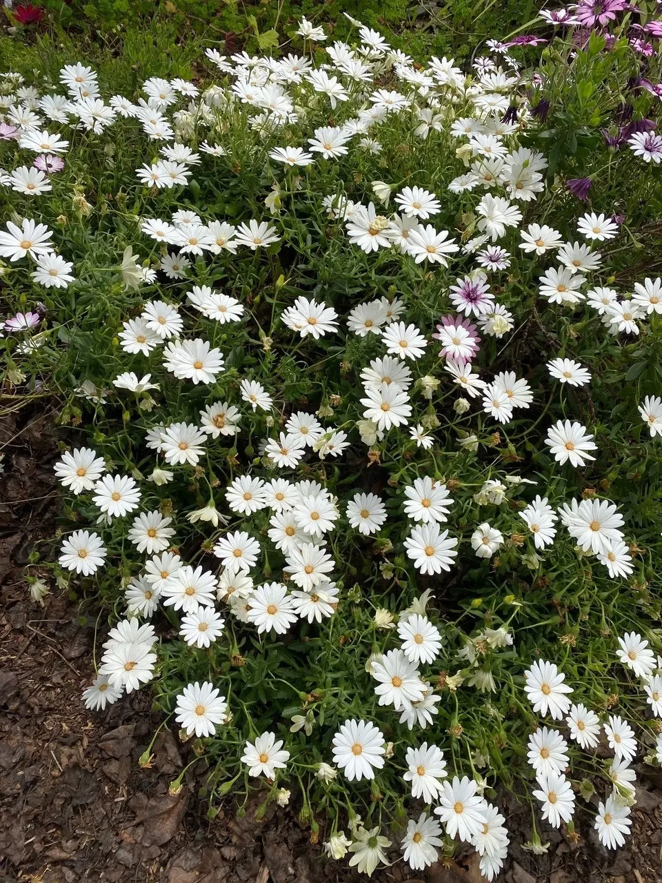 Osteospermum Snow White Live Plant