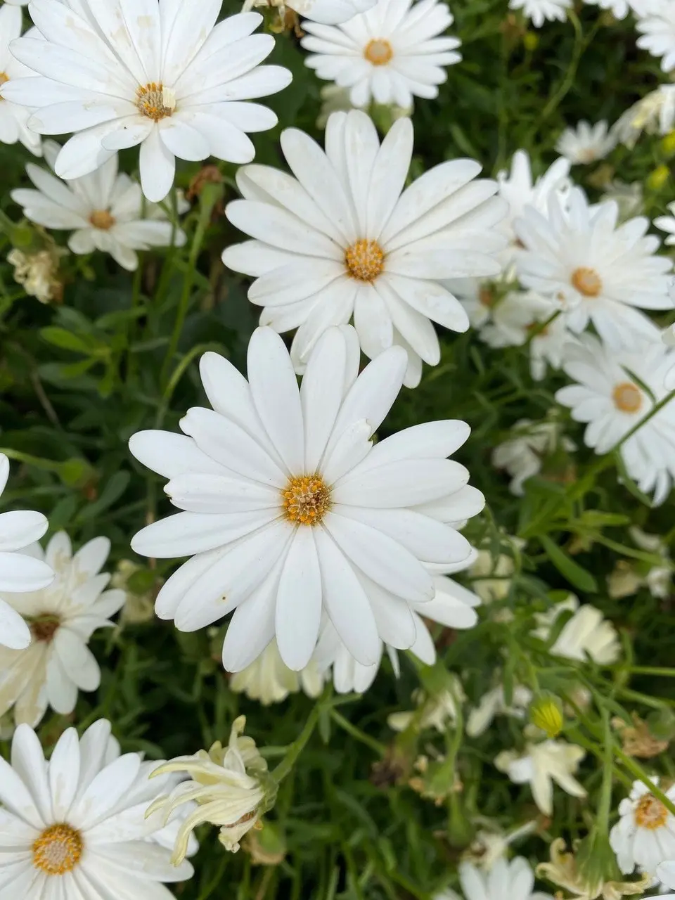 Osteospermum Snow White Live Plant