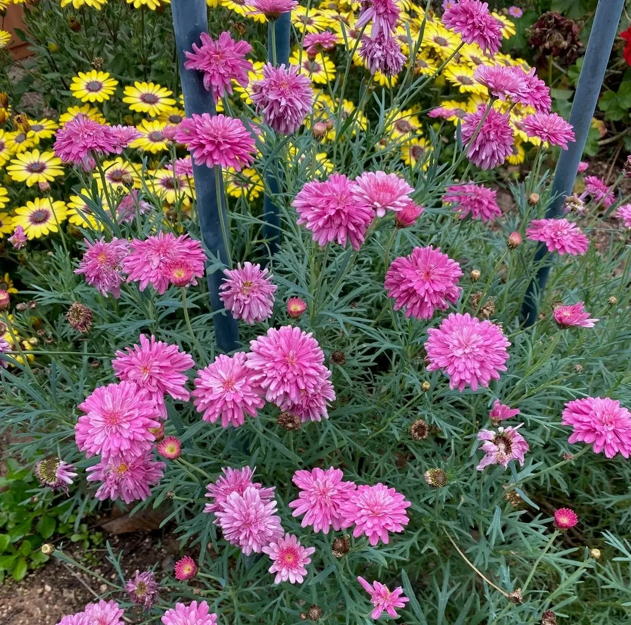 Federation Daisy Sunday Best cuttings or potted live plant